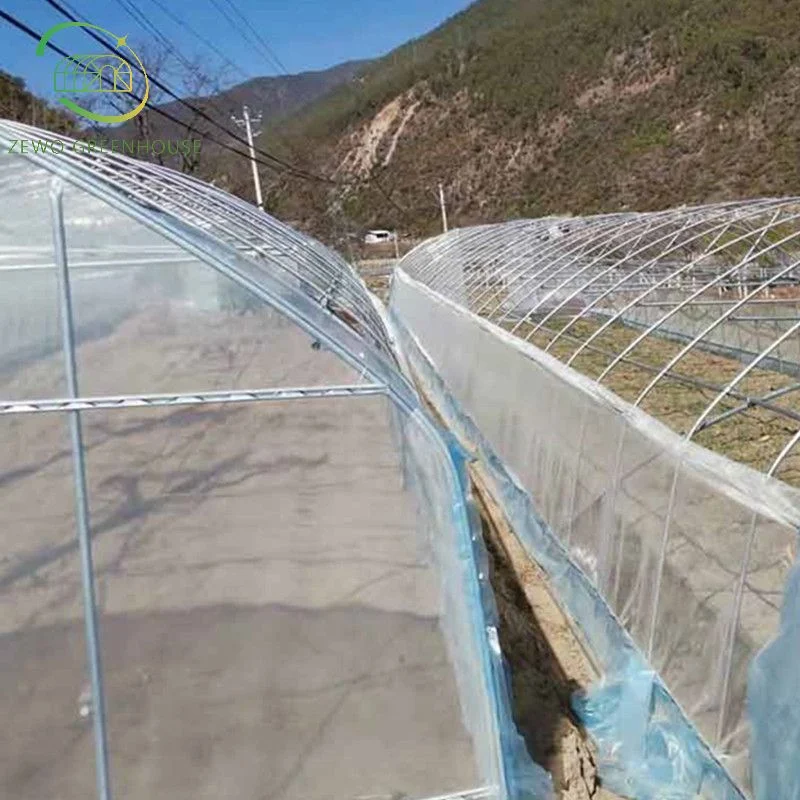 Casa Verde Agrícola Multi-Span invernadero de policarbonato con sistema de plantación hidropónico Para Tomato