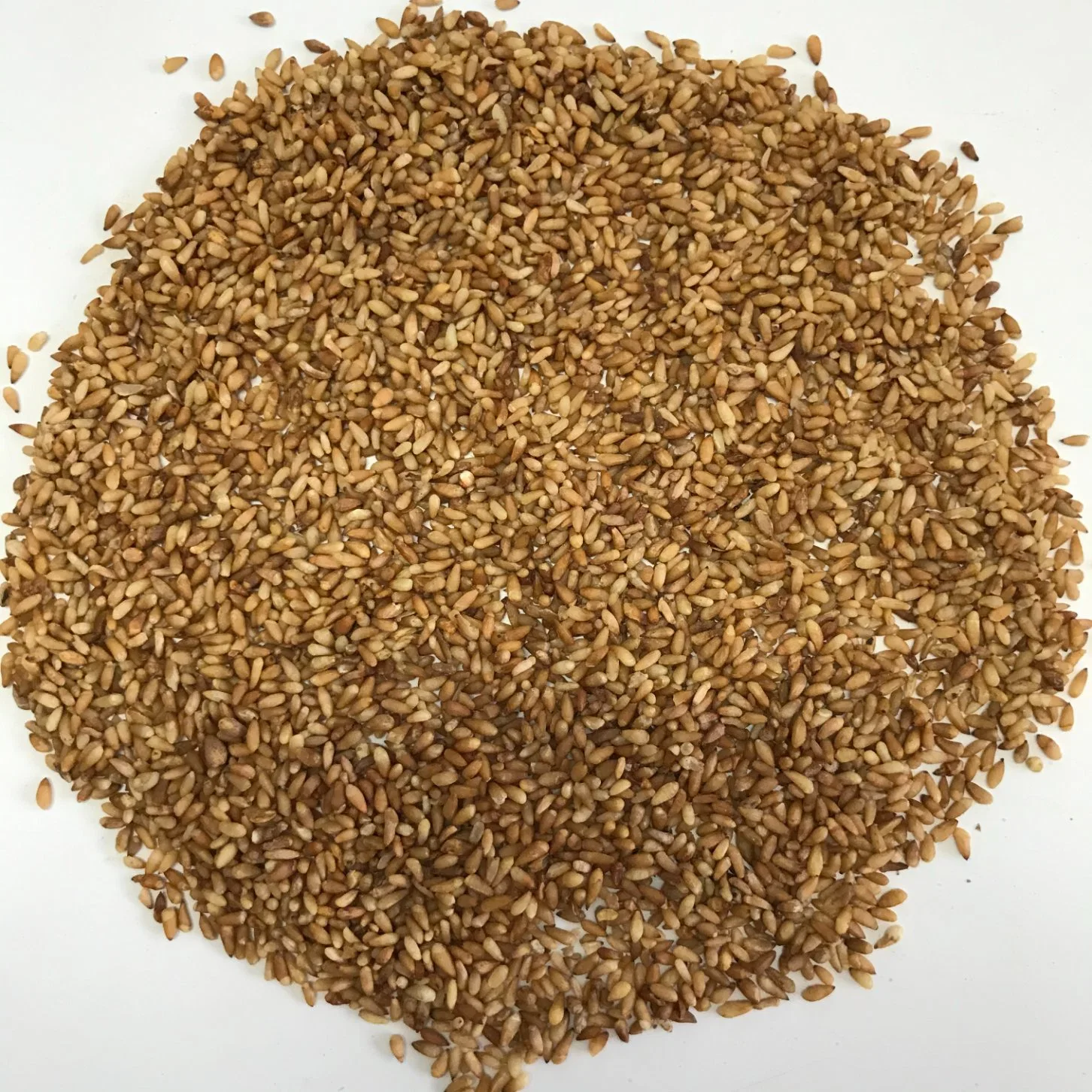 Bai Zi Ren High Quality Semen Boitae Made in China Platycladi Seed