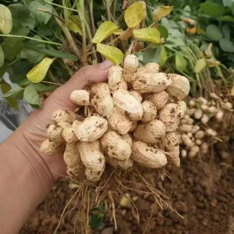 Food Grade Virginia Washed Raw Groundnut in Shell