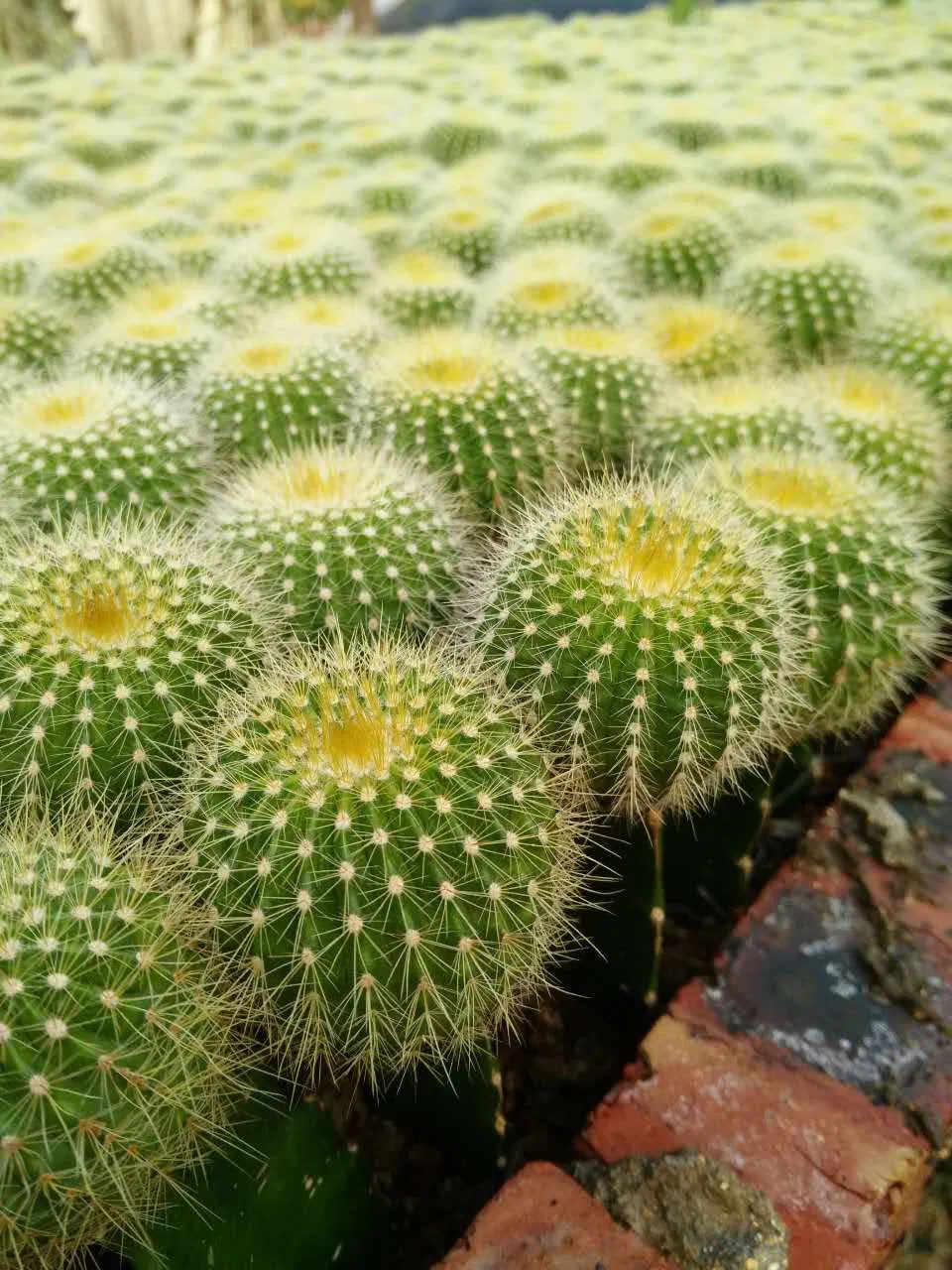 Different Size Golden Barrel Seeding Plant Cactus Indoor Garden Home Decoration Golden Ball