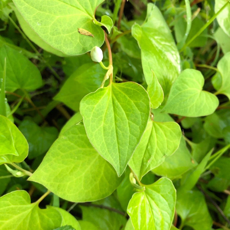 Hoja del corazón Extracto de Hituynia Herb para promover el estómago 1: 5 1: 10 1: 20 1: 50 utilizado en Alimentos nutricionales para la atención de la Salud