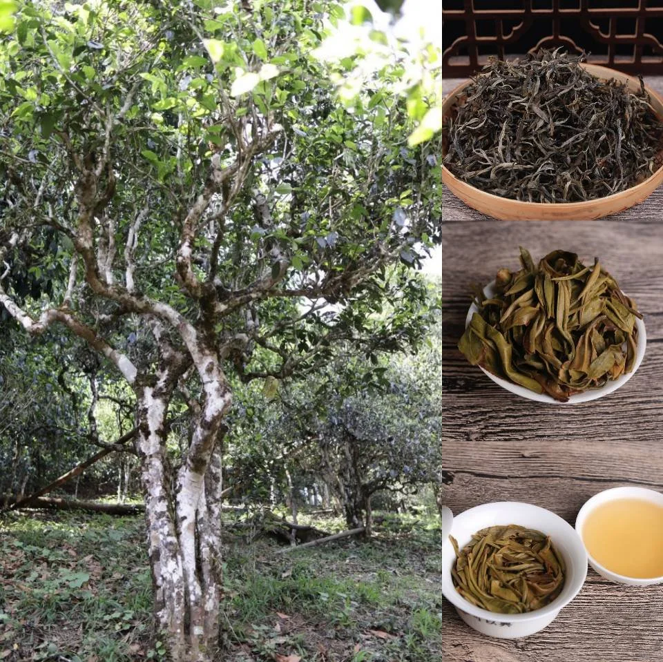 Té negro chino Menghai Chenxiang PU' Er Tea