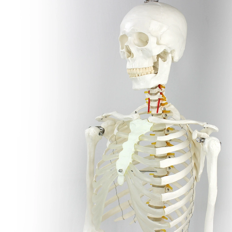 Modelos de laboratorio extraídos Durabilidad humana flexible Tamaño natural Modelo de esqueleto