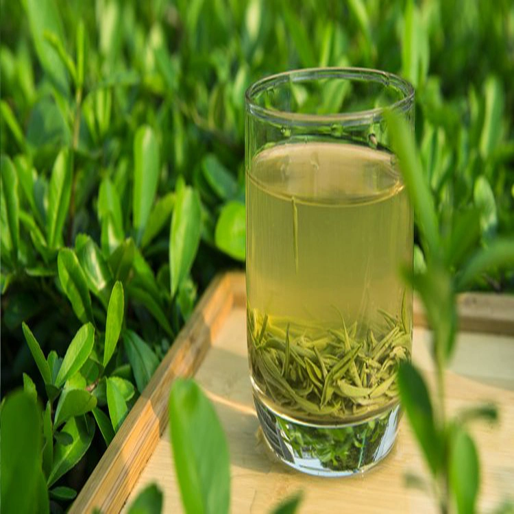 Organic Early Spring High Grade Green Tea Pi Luo Chun Best Chinese Tea with Bulk Price