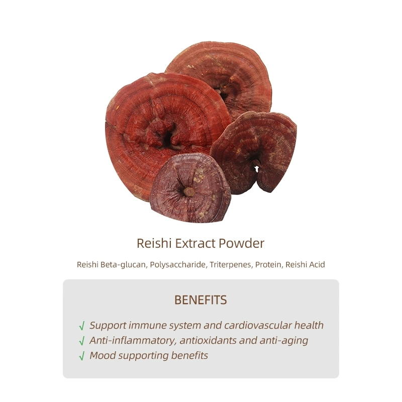 OEM Reishi Mushroom Capsules Non-GMO Gluten Free Reishi Mushroom Extract