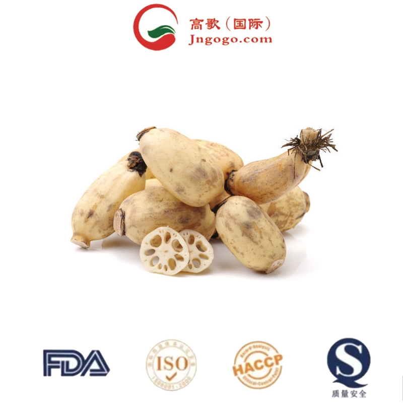 Wholesale/Supplier and Retail Dried Lotus Root Slices