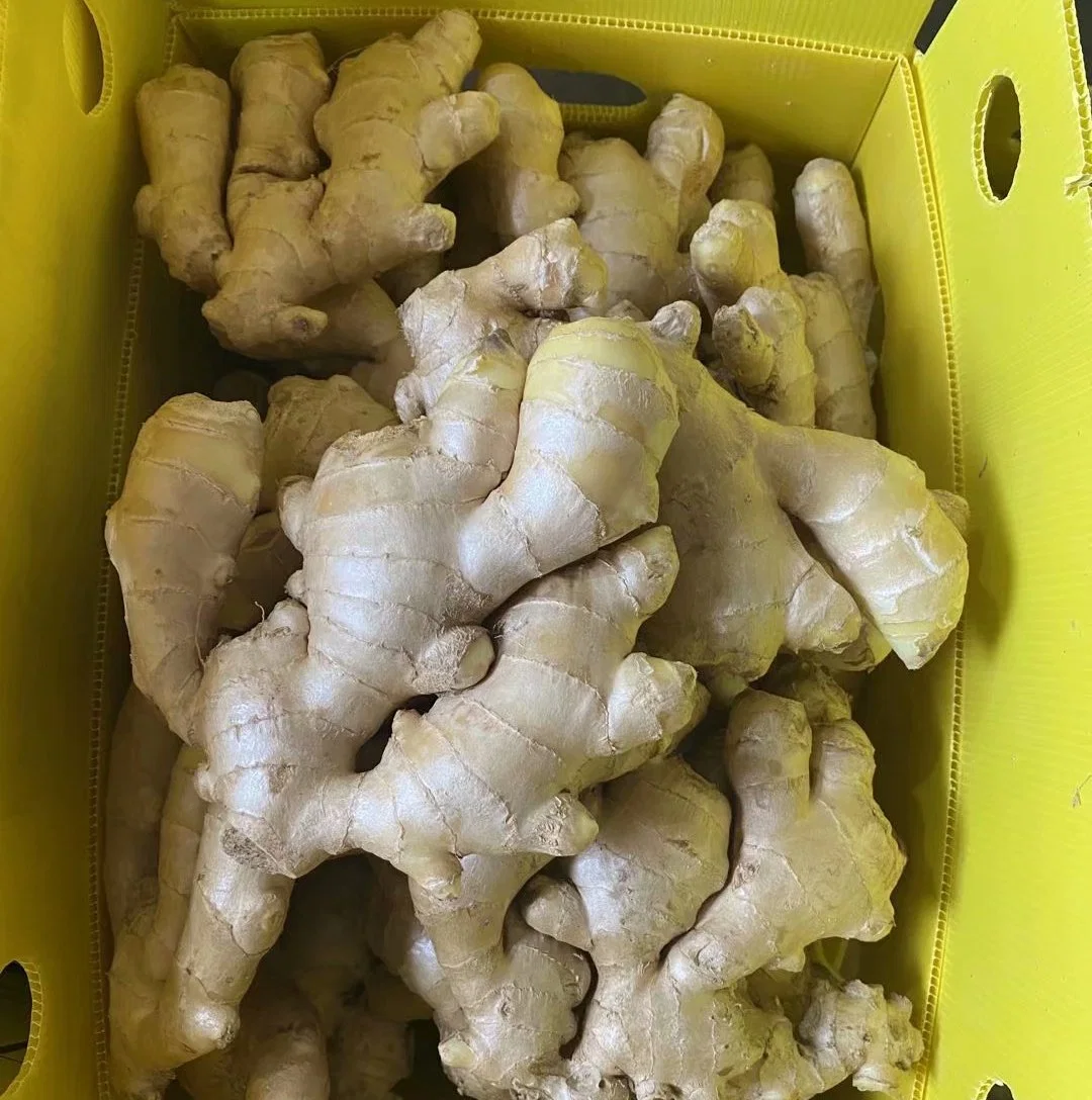 Chinese Air Dry Ginger Sold Directly From The Factory