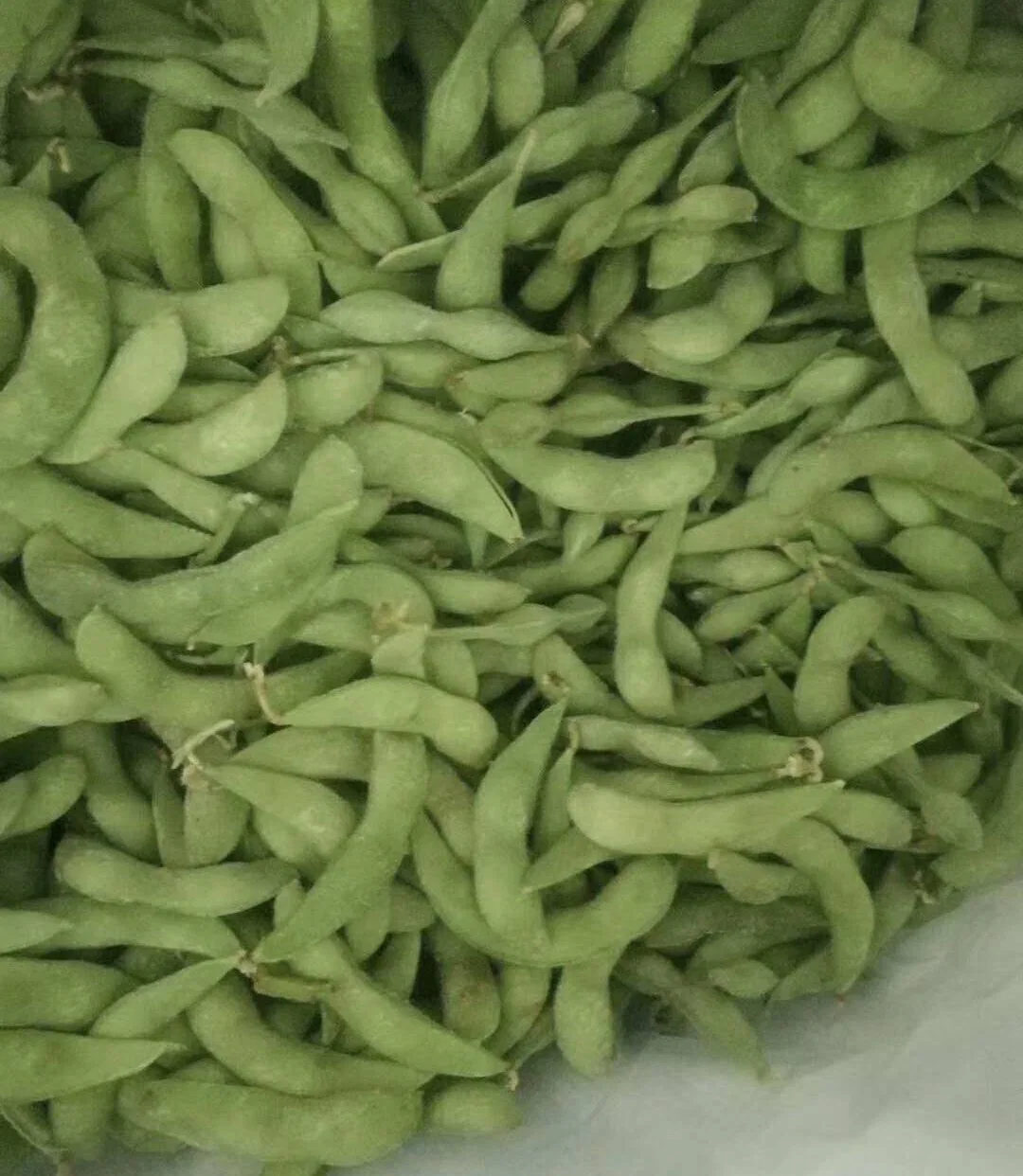 Edamame surgelé de haute qualité, IQF Edamame Pods, a bombardé Edamame de Chine