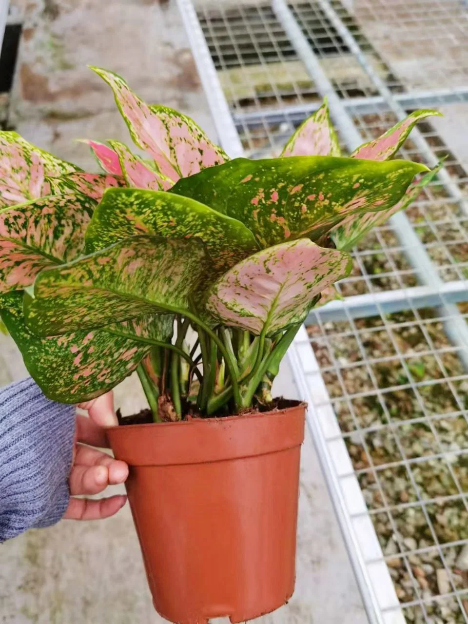 Aglaonema Ruyi rojo de la planta de hojas de plántulas de Bonsai