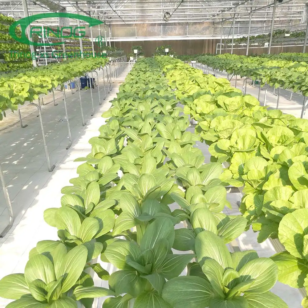 Customized Film Covering Material Cultivation Hydroponics System Greenhouse For Agriculture