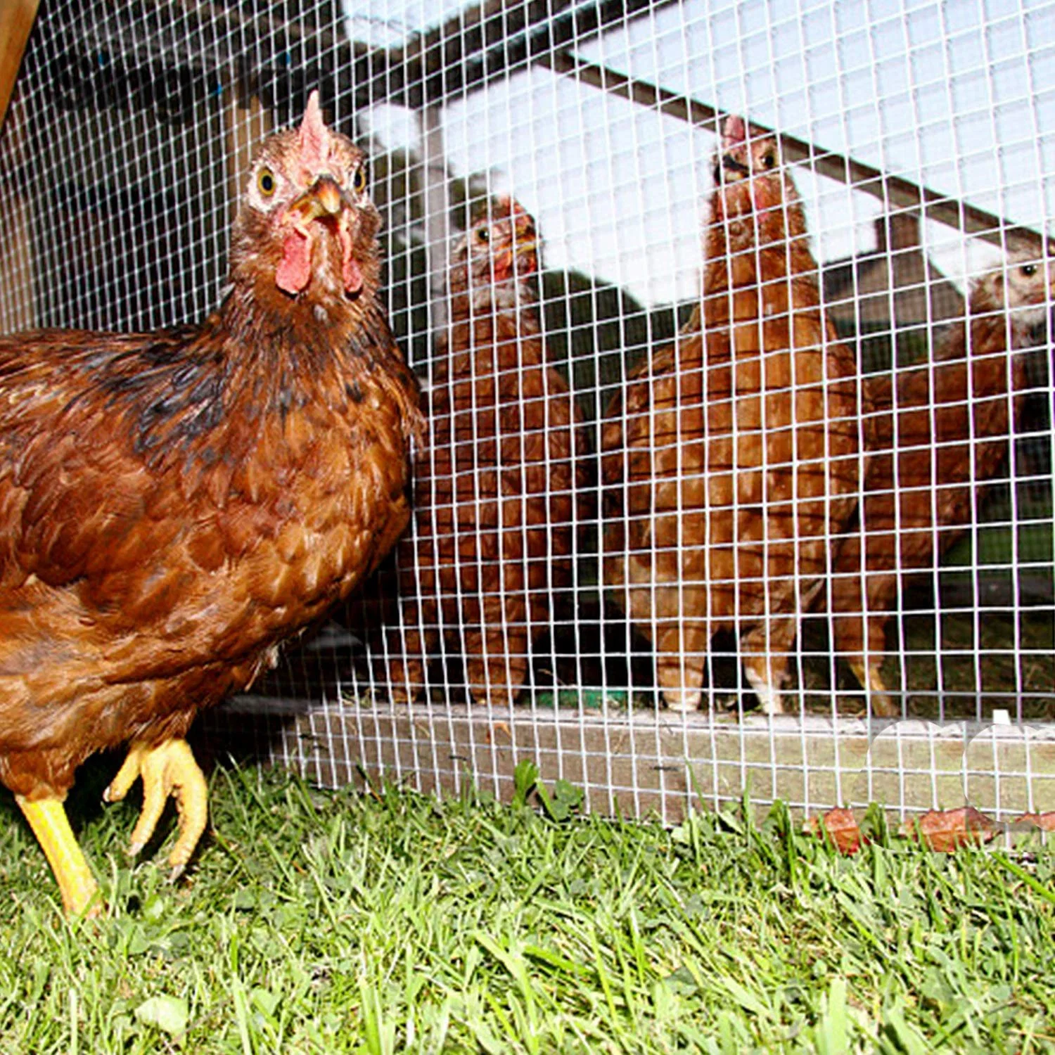 Chicken Cage Floor 3/4 Inch Square Galvanized Welded Wire Mesh Rolls Hardware Cloth