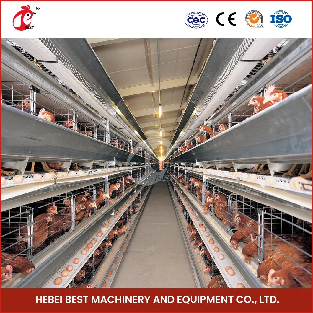 Bestchickencage H Typ Züchter Cage Layer Cage China Chicken Farm Akku Layer Cage Hersteller Hochwertige langlebige Features A Type Layer Käfig