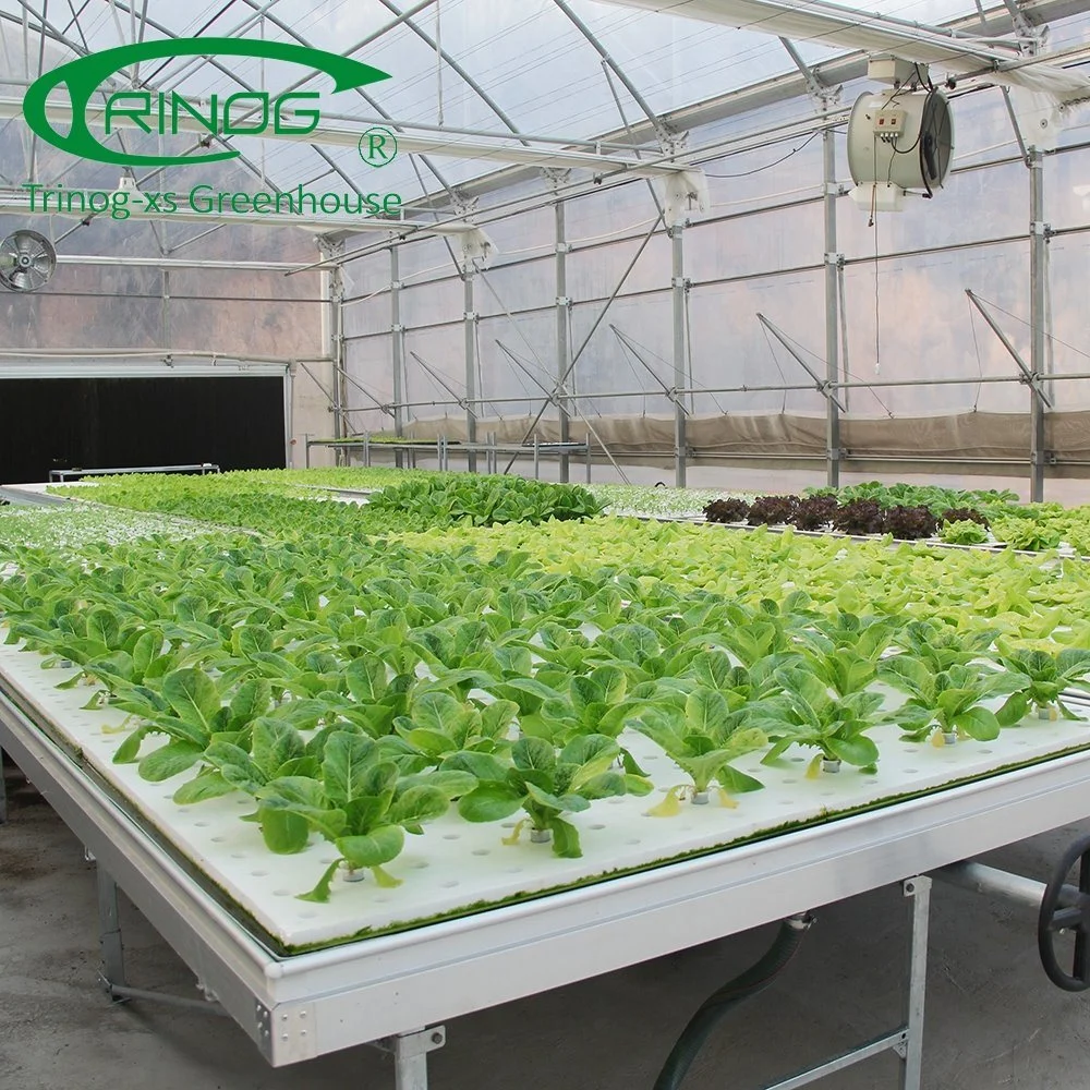 Hot Sale Agricultural Greenhouse Cultivation Hydroponics System Film Multi-span Greenhouse