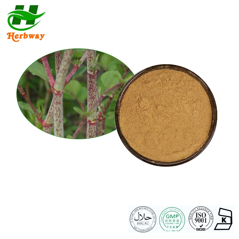 Herbway Kosher Halal Fssc HACCP Certified Manufacture Giant Knotweed Extract Polygonum Cuspidatum Extract Resveratrol Powder