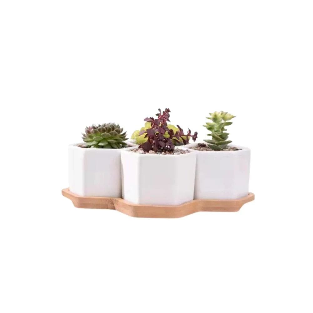 Succulent Ceramic Small Hexagon Pot with Bamboo Tray Mini Assorted Artificial Cactus Plants Wyz21945