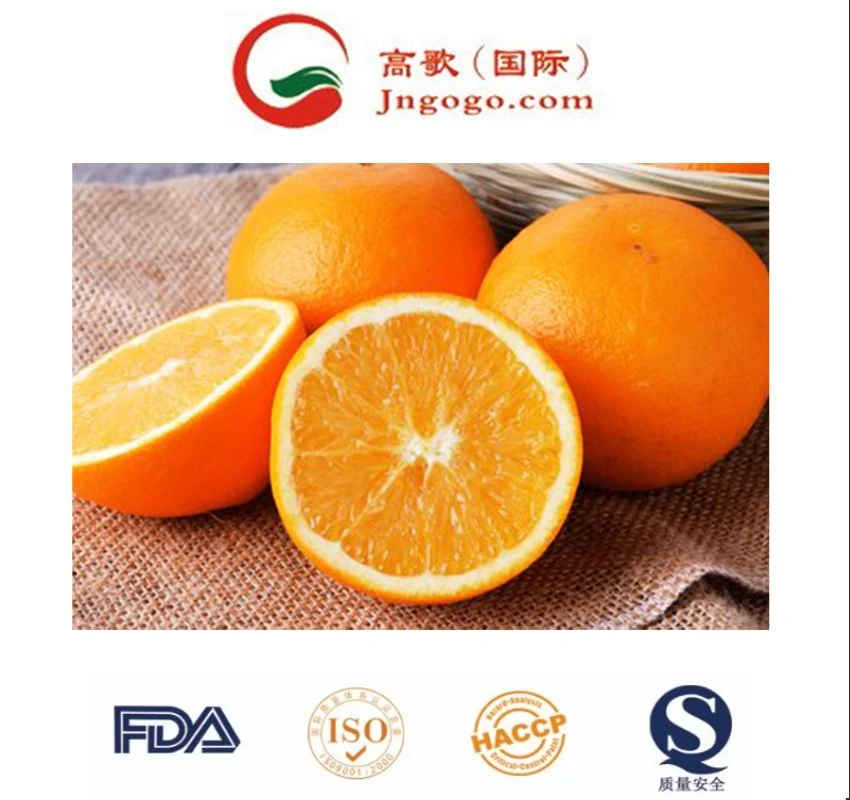 Top Quality Fresh Orange Fruit for Bulk Quantities Low Price