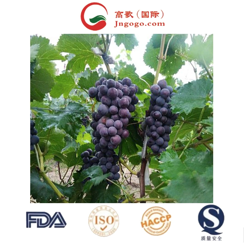 Wholesale/Supplier Price for Fresh Grapes