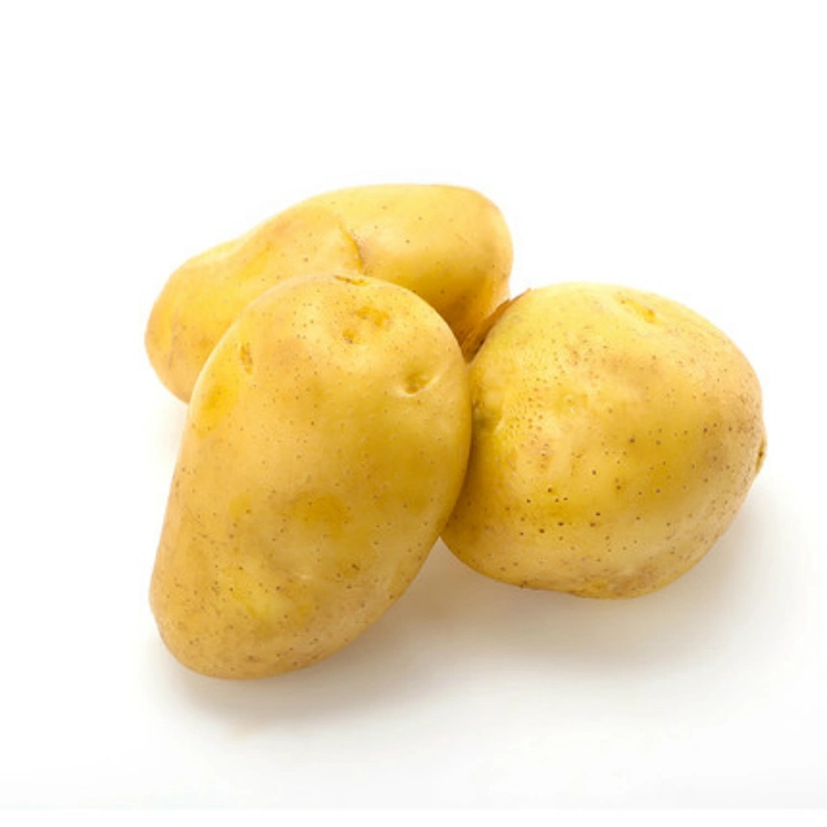 Selling Fresh Potato Export Potato with Good Quality