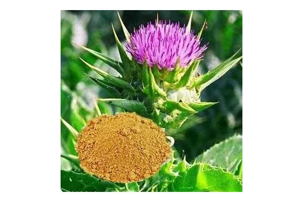 Leite Thistle Extraia/Silymarin/Silybin