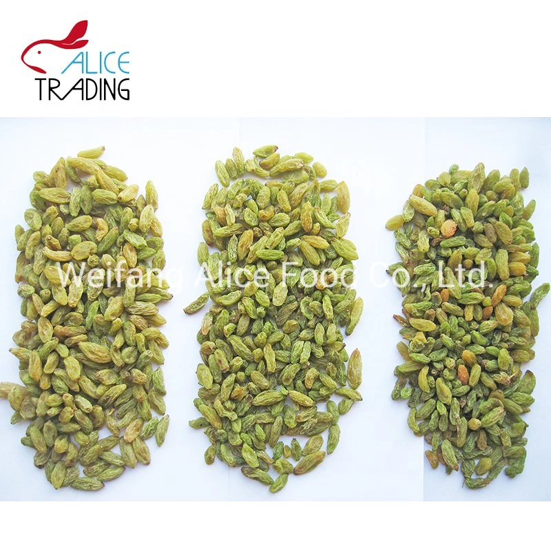 Xinjiang Raisins Green Raisins Long Shape and Big Size Dry Grapes