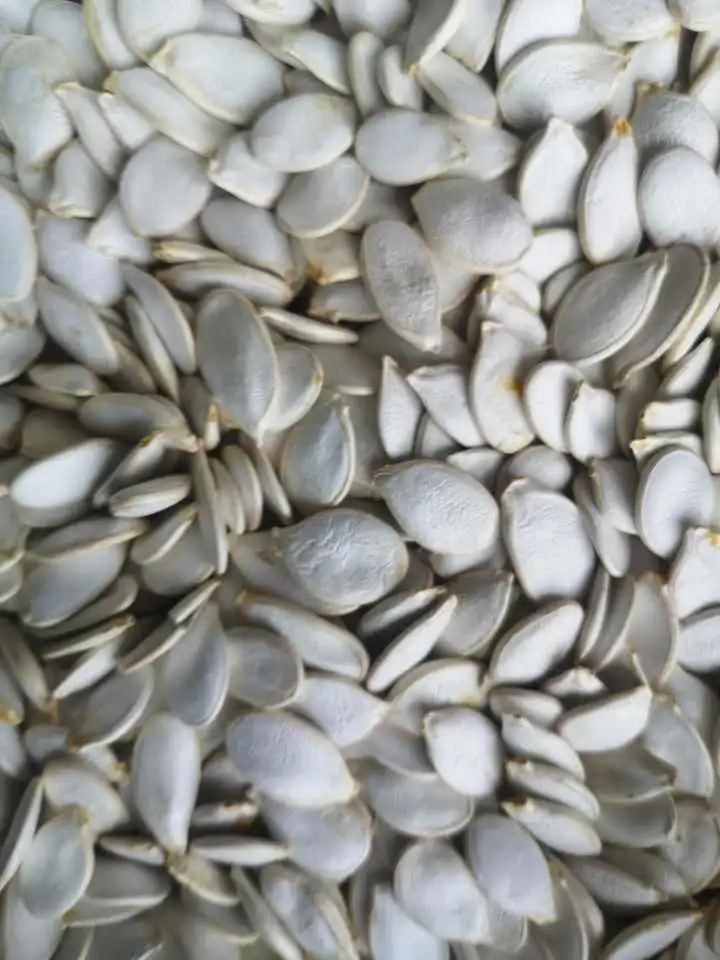 Hot Sale European Standard Snow White Pumpkin Seeds