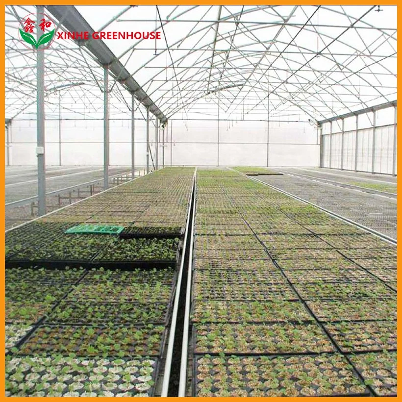Agricultural/Commercial Multi-Span Plastic Film Greenhouse with Hydroponic for Vegetables/Fruit/Flower/Lettuce/Pepper/Bell Pepper/Mushroom/Cherry/Tomato Growing