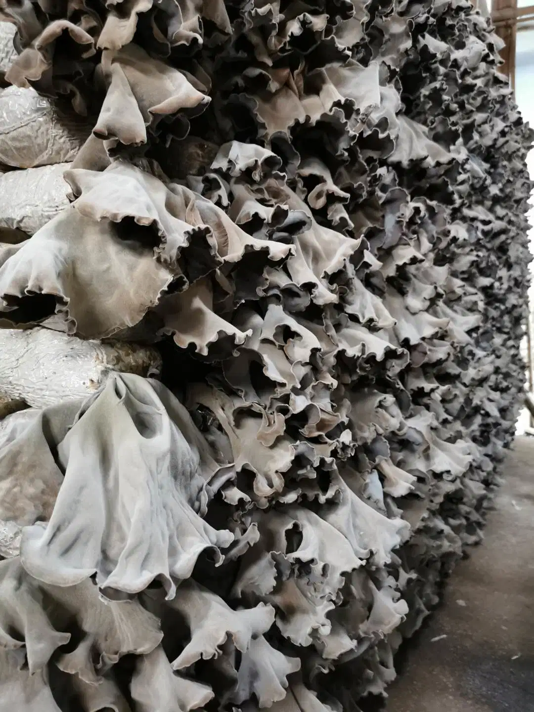 Wholesale/Supplier Shredded Wood Ear Black Fungus Mushroom