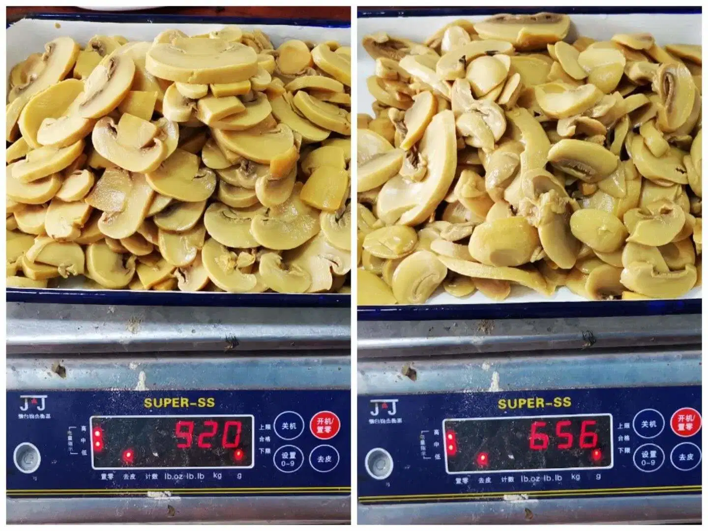 Canned Champignon Mushroom, Button Mushroom Whole in Drum Supplier