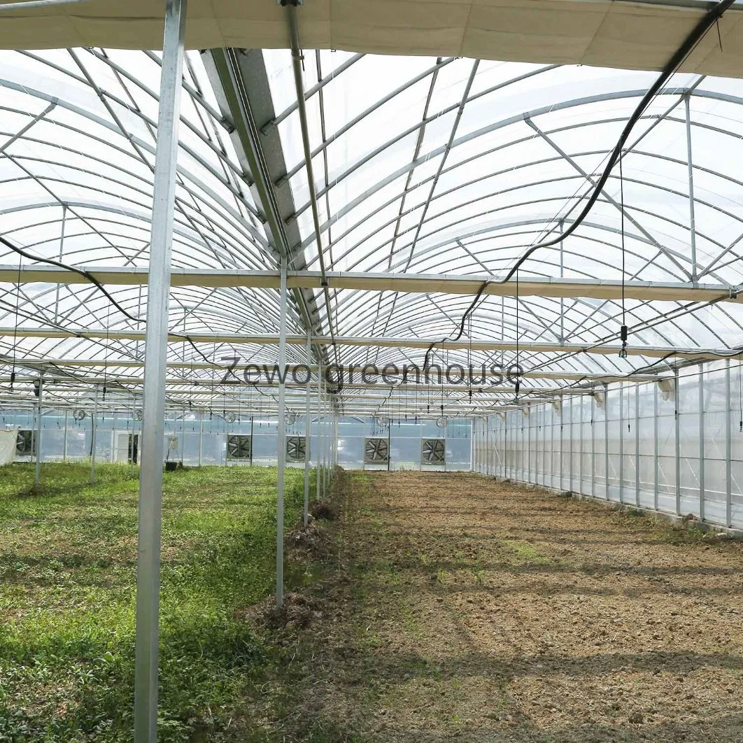 Customized Greenhouses Project Multi-Span Plastic Film Green House for Vegetable