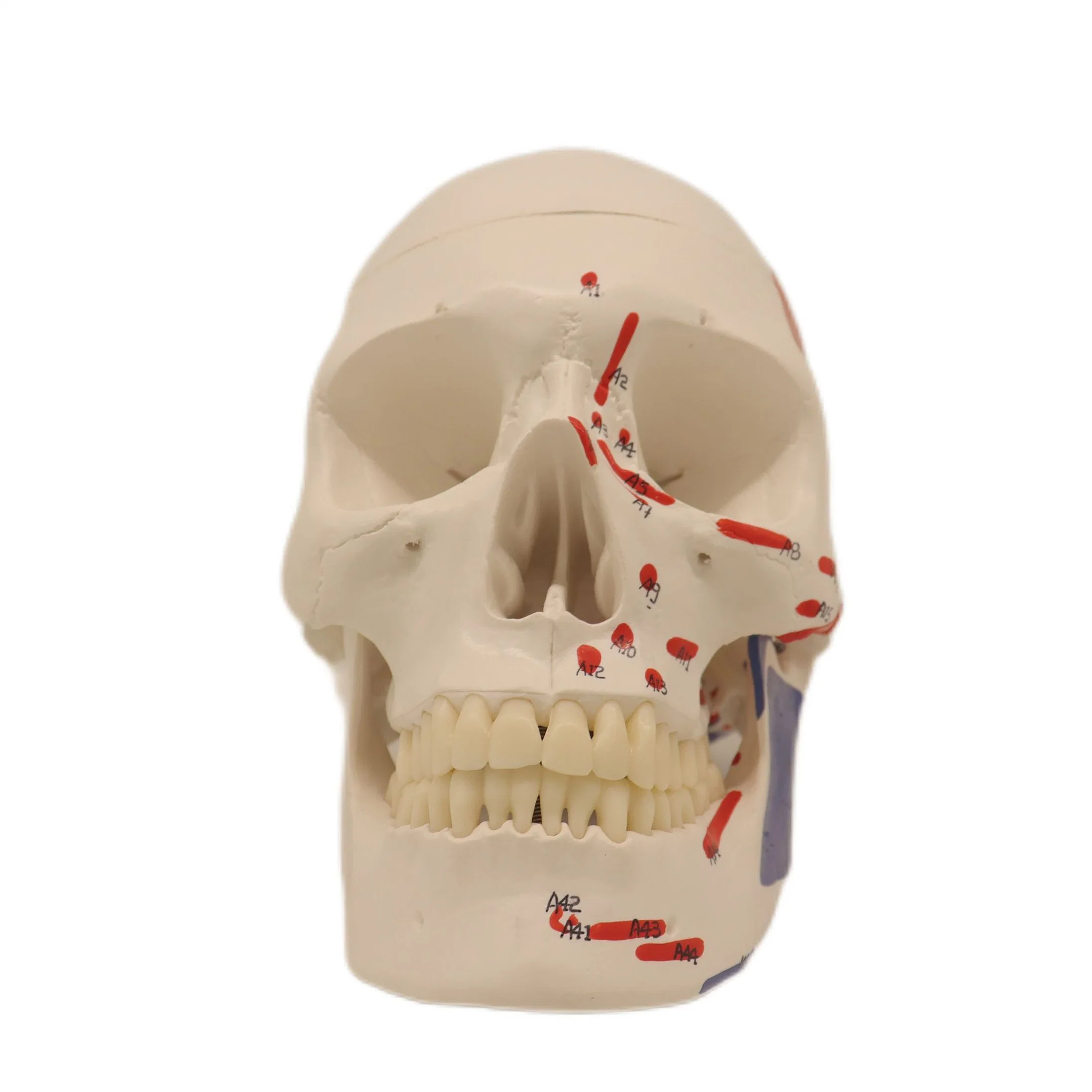 Mejor Laboratorio de Venta modelos de Enseñanza 3 Partes cráneo muscular humano Modelos de esqueleto para estudiantes