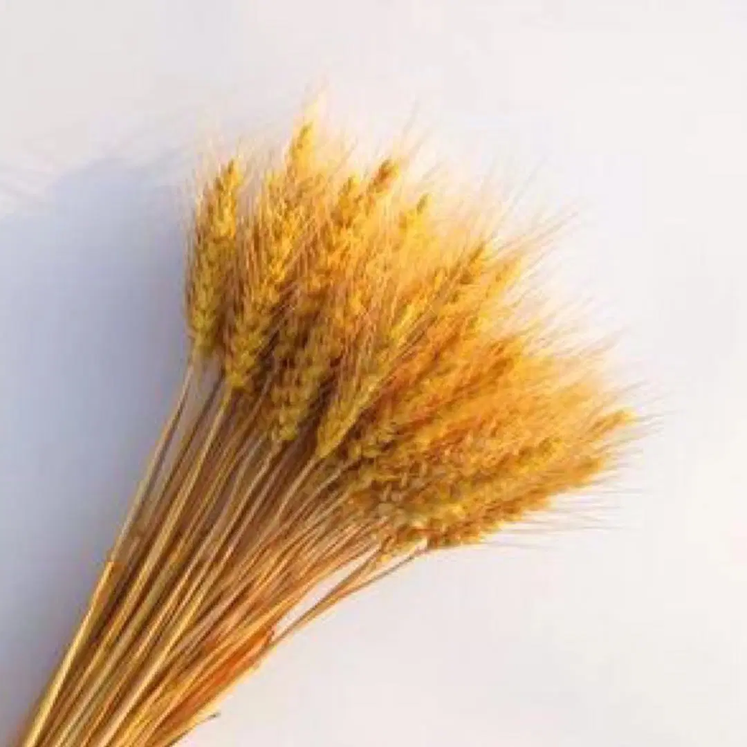 Home and Wedding Decoration Dried Natural Wheat Wholesale/Supplier Flower