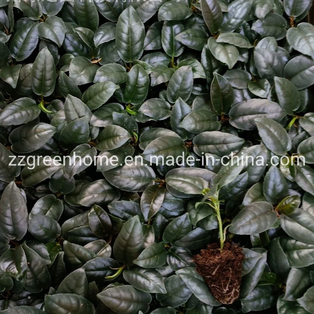 Ficus Elastica Dark Burgundy Tray Seedlings