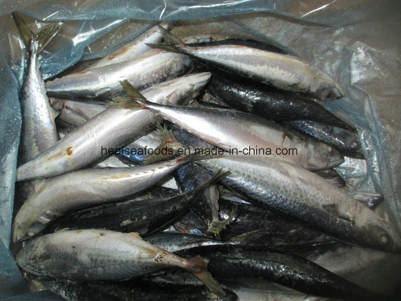 Gutted and Tailed Mackerel (HGT mackerel)