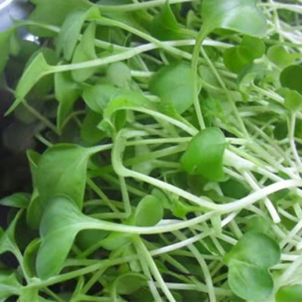 Touchhealthy Supply Microgreen Seeds Chinese Cabbage Seeds/Bokchoy Seeds