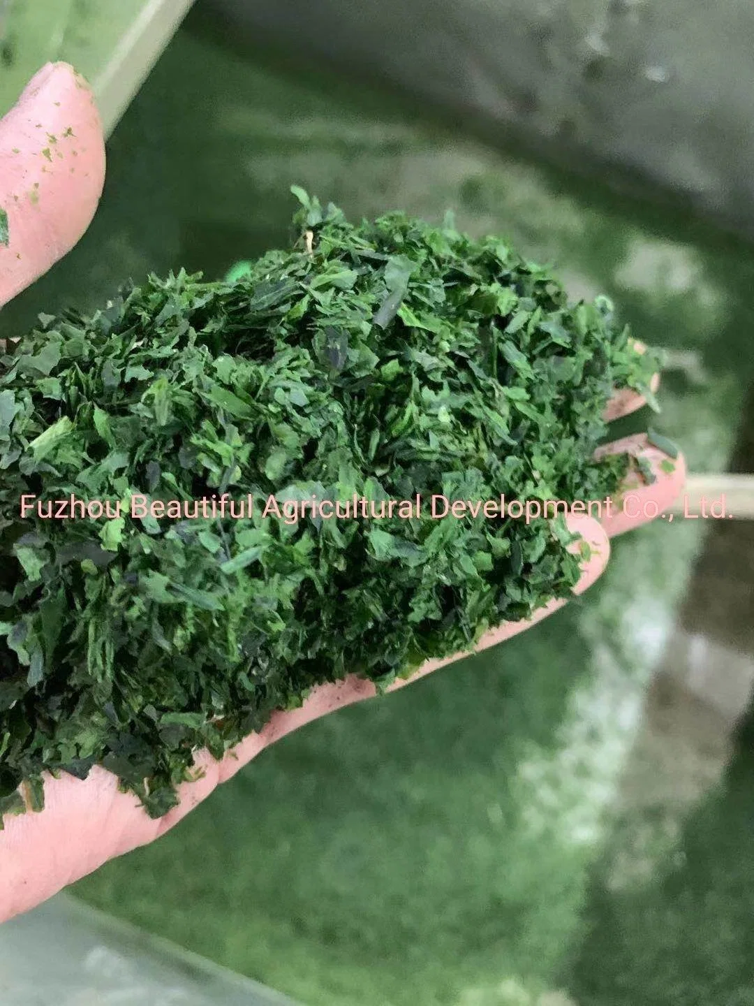 Natural Food Additives Green Color Dried Aosa Seaweed Flakes for Snacks