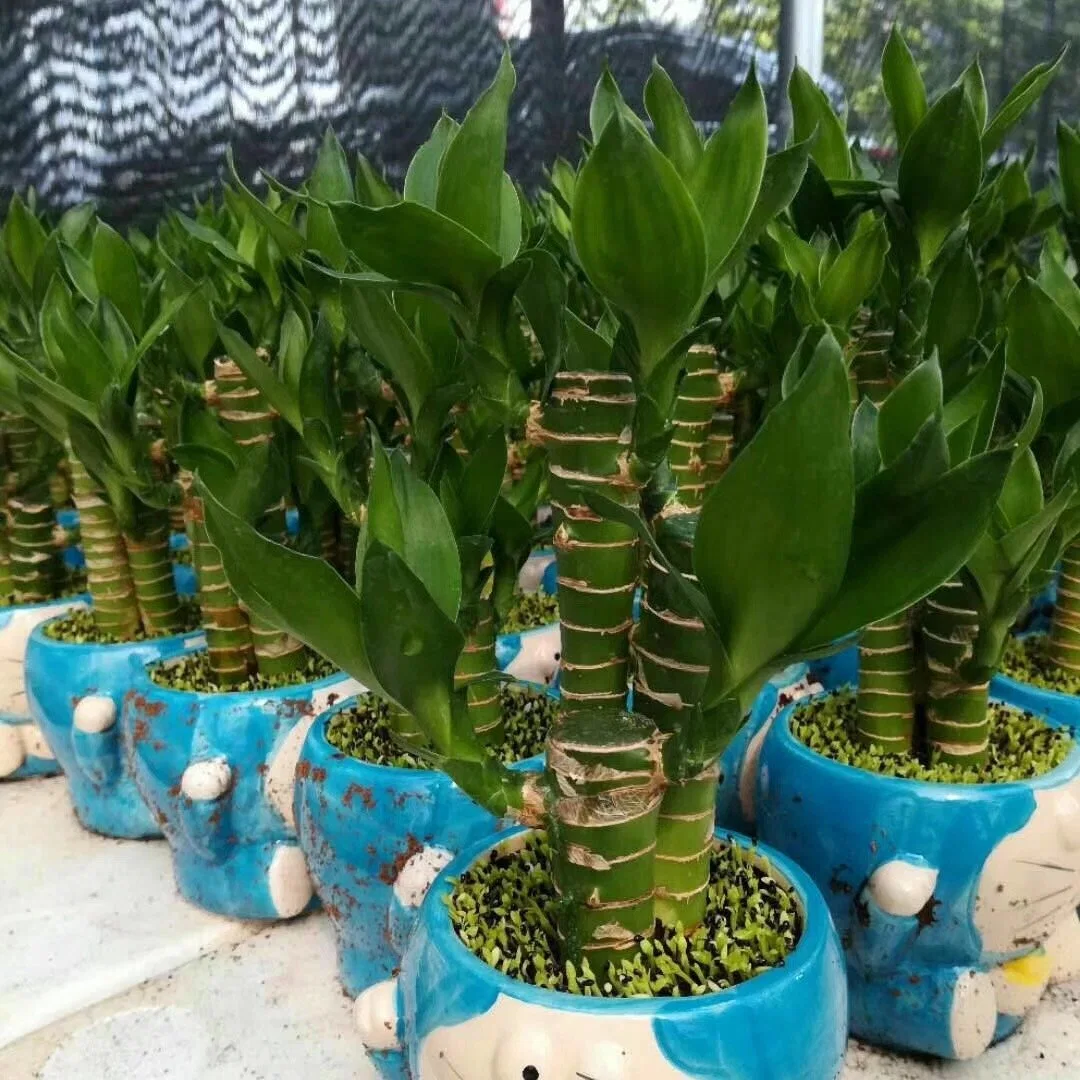 Wholesale/Supplier Nursery Indoor Decorative Wholesale/Supplier Natural Plant Lucky Bamboo Green Indoor Potted Green Plants Bonsai Hotsale