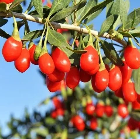 Goji Berry Extract ISO Certified Manufacturer Supply 100% Natural Goji Pó