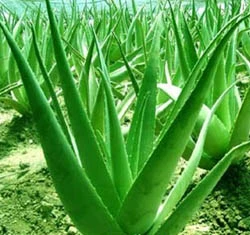 Hotsell Natürliche Aloe Vera Extrakt 10%-98% Polysaccharid