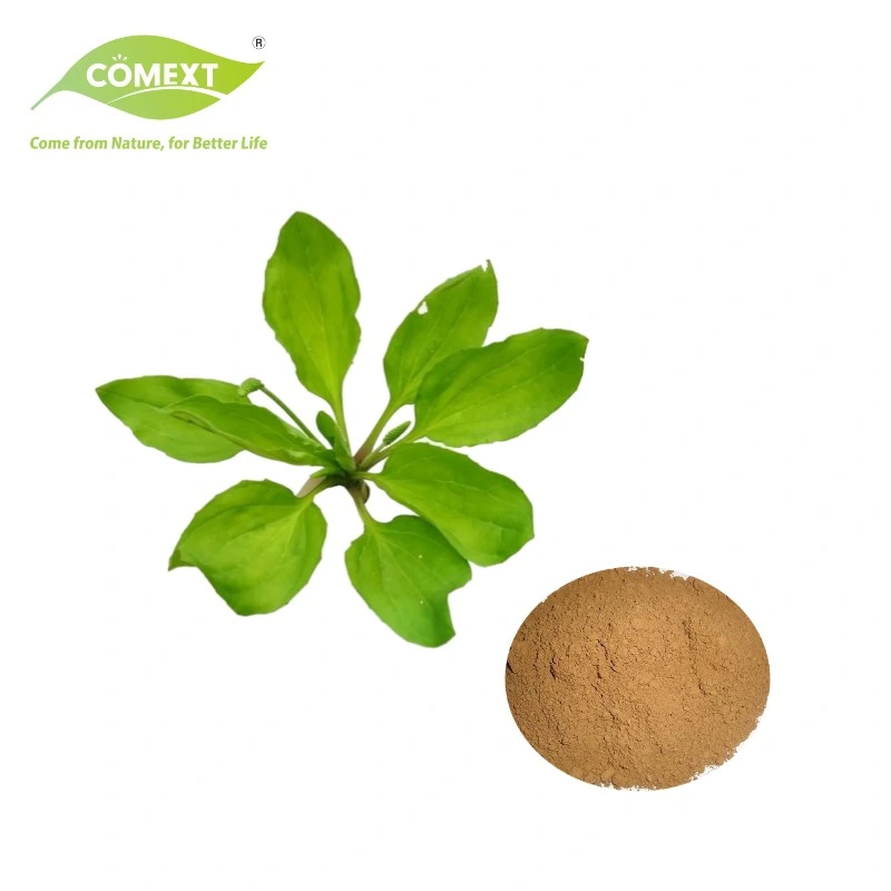 Comext ISO Factory Asiatic Plantain Herb Powder/Psyllium Husk Extract Powder/Plantain Powder Extract