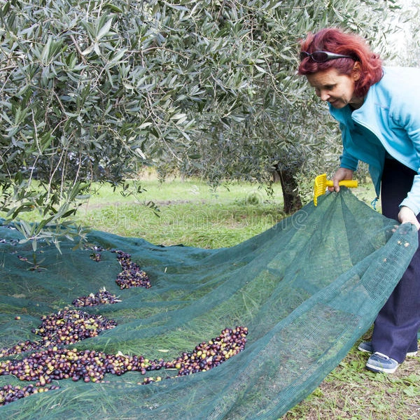 Nut & Olive Harvesting Net Gathering Nets