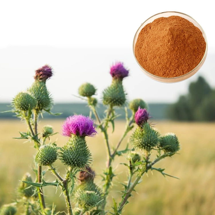 Liver Protection Free Sample Organic 80% Silymarin Milk Thistle Extract