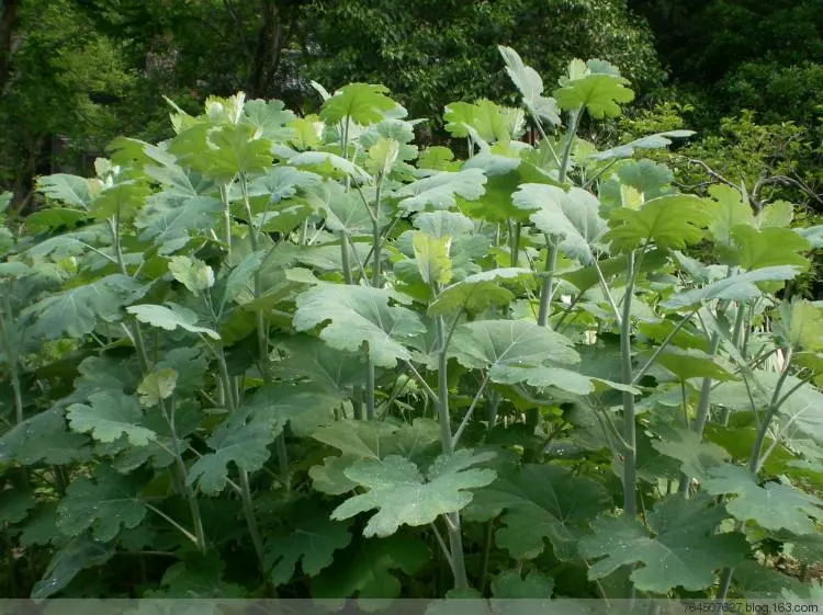 Vente d'alcaloïdes d'extrait de plante sanguinarine Chelerythrine Macleaya Cordata extrait