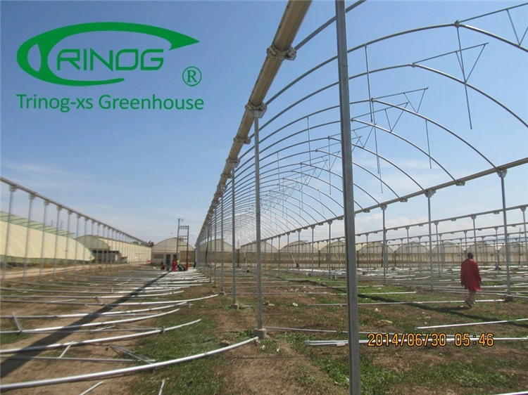 Hot DIP Galvanized Steel Frame Structure Multi-Span Cultivation Hydroponics System Film Greenhouse