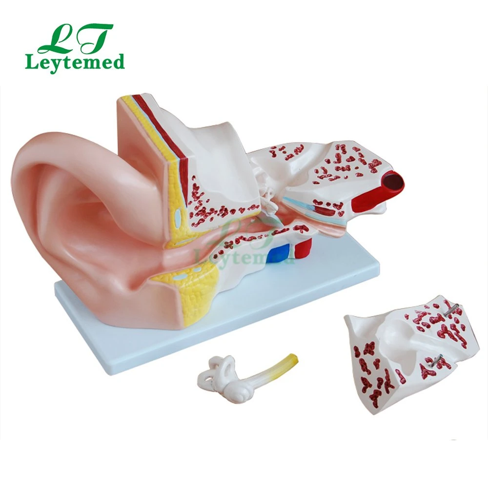 LTM303A Новый тип ПВХ Giant Ear Модель для медицинского Tranning