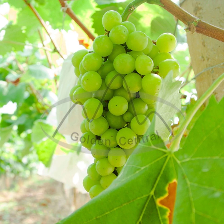 Shine Muscat Green Grape Fresh Sweet Juicy Sale to Overseas