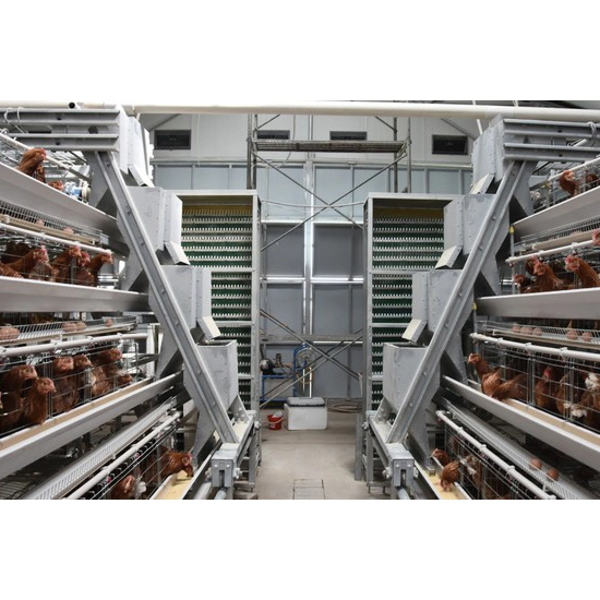 Poultry Farm Equipment a Type Chicken Cages with Automatic Feeding System