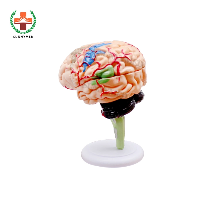 Sy-N012 Medical Teaching Head Brain Model for Salw