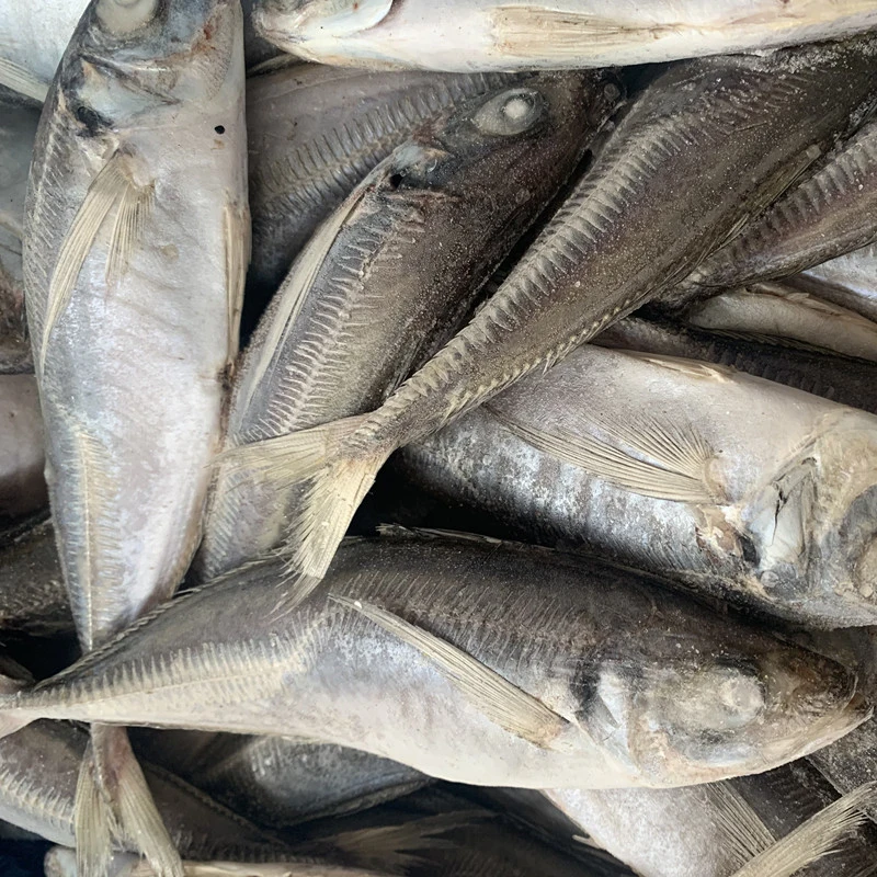 Le Maquereau Maquereau filets congelés de poissons congelés exportateurs le chinchard du Pacifique dans le marché chinois