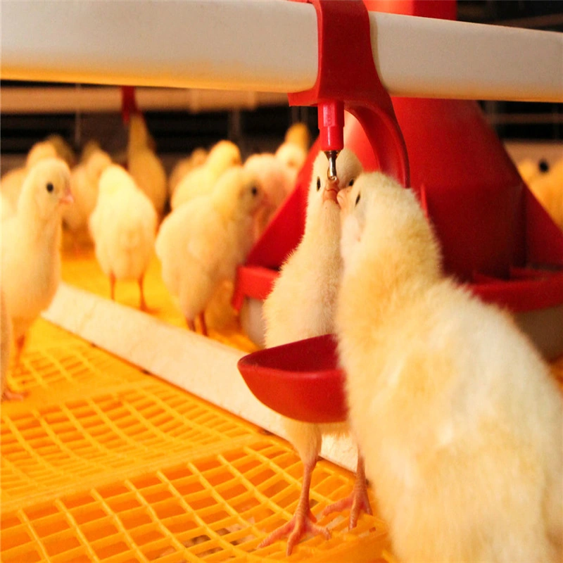 Galvanisé préfabriqués ensemble complet d'alimentation automatique du système ferme avicole de poulet