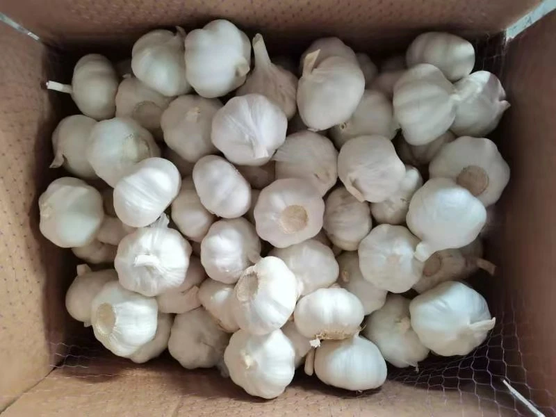 Normaler reiner weißer Knoblauch aus China mit Beutel / Karton Verpackung